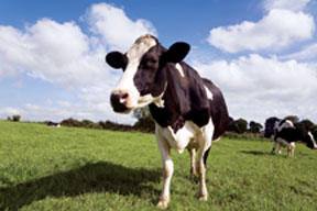 From garden plots to even a cow, readers wrote in to tell of their adventures in homesteading.